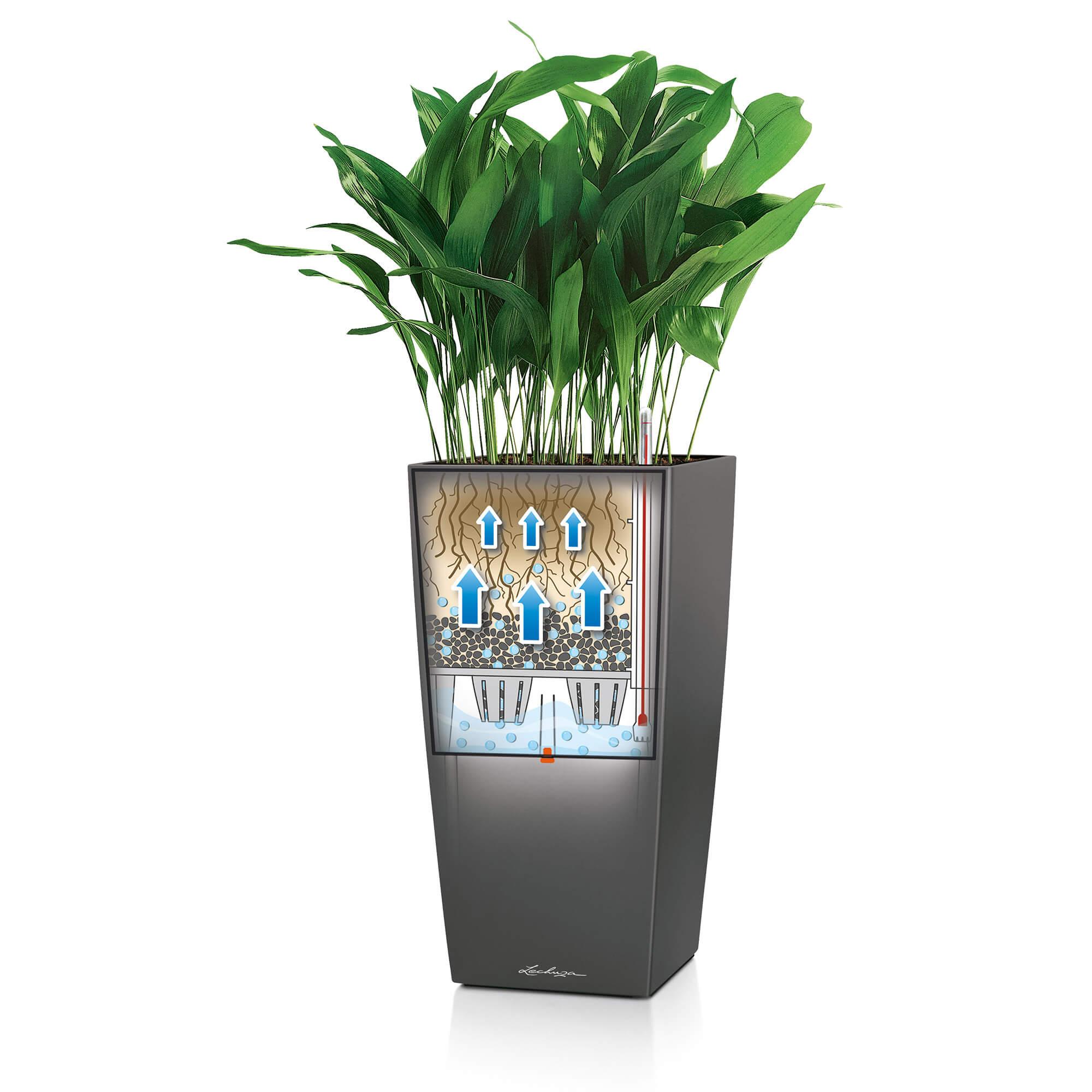 le_cubico50_product_addi_sws